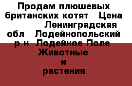 Продам плюшевых британских котят › Цена ­ 1 500 - Ленинградская обл., Лодейнопольский р-н, Лодейное Поле  Животные и растения » Кошки   